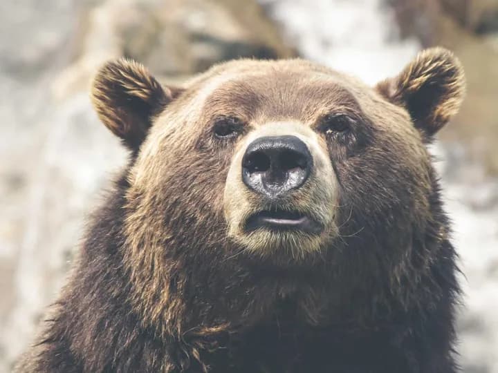 A brown bear looking at the camera