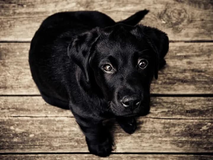 Real photo of a black dog on a wooden floor